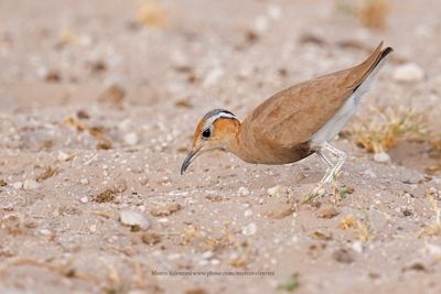 Burchell's Courser - Cursorius rufus