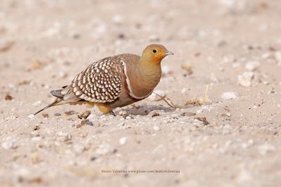 Namaqua Sandgrouse - Pterocles namaqua