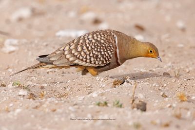 Namaqua Sandgrouse - Pterocles namaqua