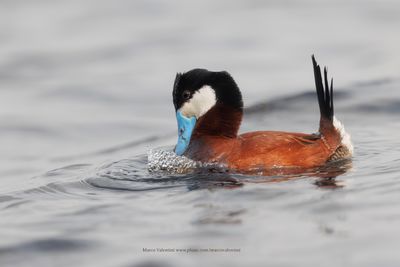 Ruddy Duck - Oxyura jamaicensis