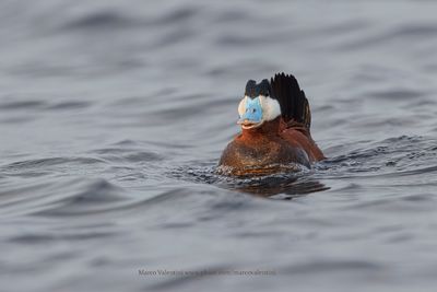 Ruddy Duck - Oxyura jamaicensis