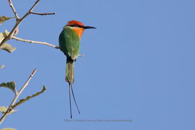 Bohm's Bee-eater - Merops boehmi