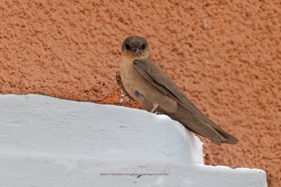 Rock Martin - Ptyonoprogne fuligula