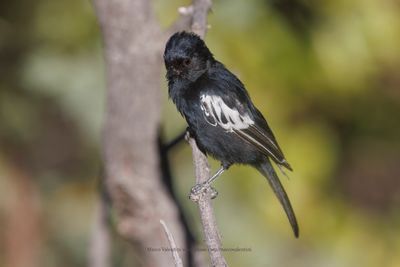 Carp's Tit - Melaniparus carpi