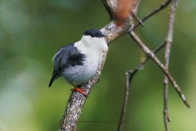 White-bearded Manakin - Manacus manacus