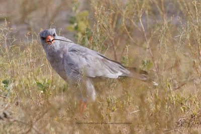 Pale Chanting Hawks - Melierax canorus