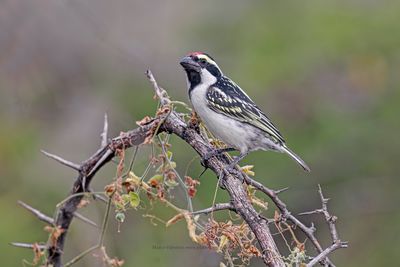 Pied barbet - Tricholaema leucomelas