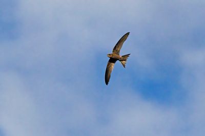 Bradfield's Swift - Apud bradfieldi