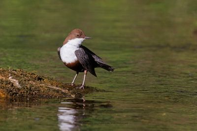White-throated Dipper - Cinclus cinclus