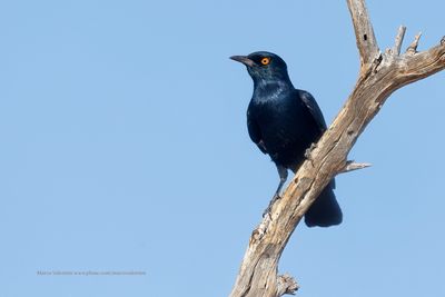 White-winged Starling - Onychognathus nabouroup