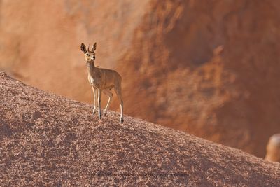 Angolan Klipspringer - Oreotragus tyleri