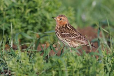 Red-throated Pipit - Anthus cervinus