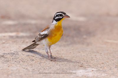 Golden-breasted Bunting - Emberiza flaviventris