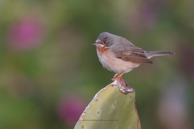 Subalpine warbler - Sylvia cantillans