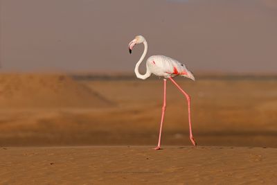 Greater Flamingo - Phoenicopterus roseus
