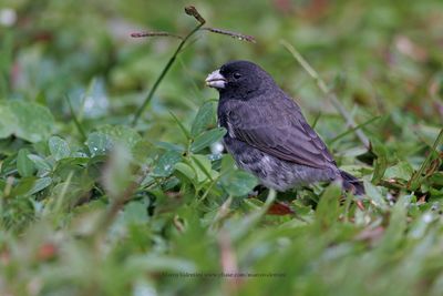 Yellow-bellied Seedeater - Sporophila nigricollis