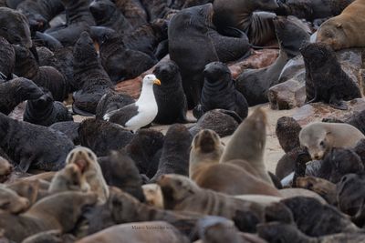 Kelp gull - Larus dominicanus