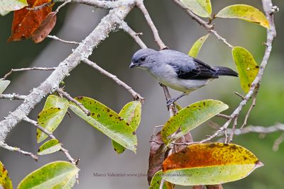 Plain-colored tanager - Tangara inornata