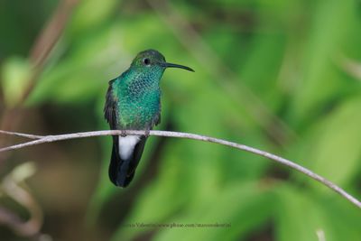 White-vented Plumeleteer  - Chalybura buffonii
