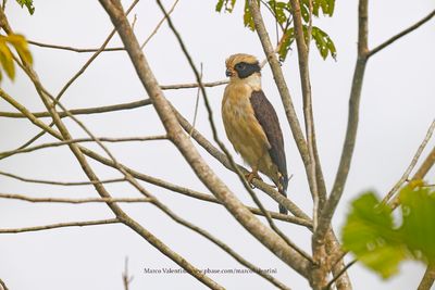 Laughing falcon - Herpetotheres cachinnans