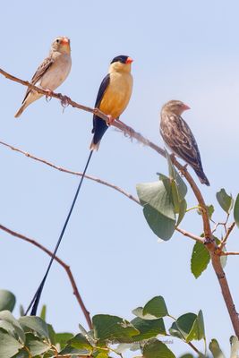 Shaft-tailed Whydah - Vidua regia