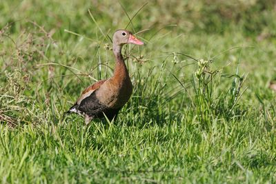 Black-bellied Whistling duck - Dendrocygna autumnalis