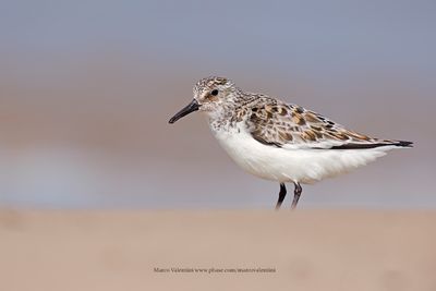 Sanderling - Calidris alba