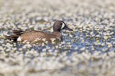 Blue-winged Teal - Anas discors