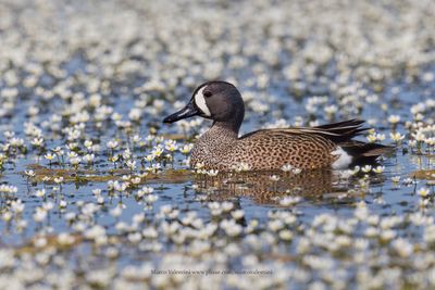 Blue-winged Teal - Anas discors