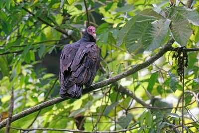 Turkey Vulture - Cathartes aura