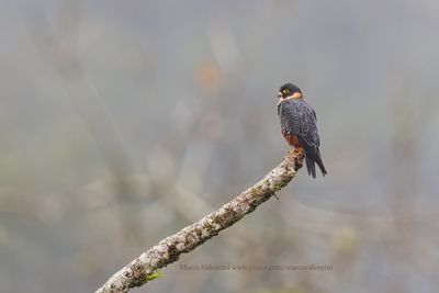 Bat falcon - Falco rufigularis