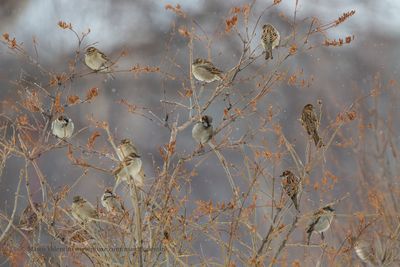 Tree sparrow - Passer montanus