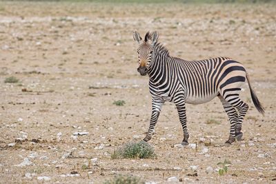 Mountain Zebra - Equus zebra