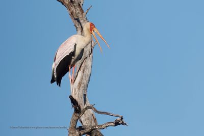 Yellow-billed Stork - Mycteria ibis