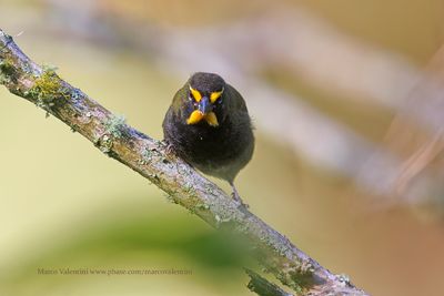 Yellow-faced Grassquit - Tiaris olivaceus