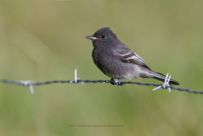 Black phoebe - Sayornis nigricans