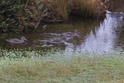 Andean Teal - Anas andium