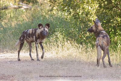 African Wild Dog - Lycaon pictus