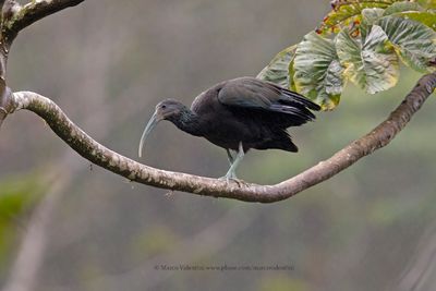 Green ibis - Mesembrinibis cayennensis