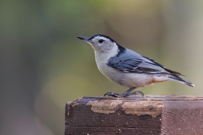 White-breasted Nuthatch - Sitta carolinensis