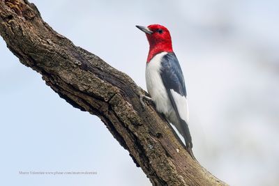 Red-headed Woodpecker - Melanerpes erythrocephalus