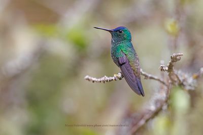 Indigo-capped Hummingbird - Saucerottia cyanifrons
