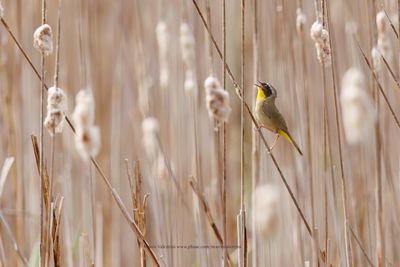 Common Yellowthroat - Geothlypis trichas