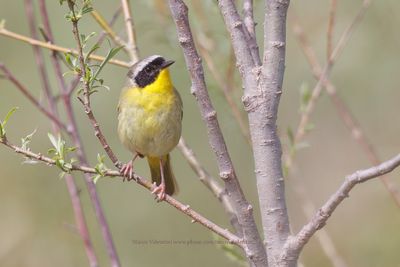 Common Yellowthroat - Geothlypis trichas