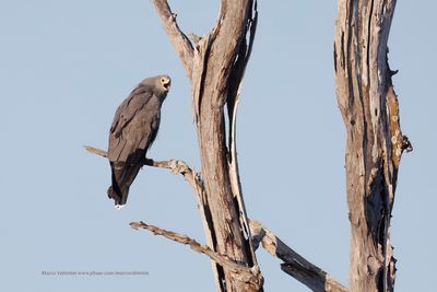 African Harrier Hawk - Polyboroides typus