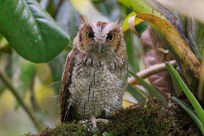 Tropical Screech-Owl - Megascops choliba