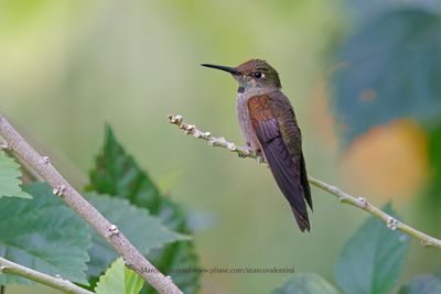 Fawn-breasted Brilliant - Heliodoxa rubinoides