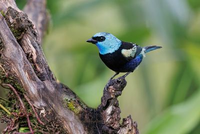 Blue-necked Tanager - Stilpnia cyanicollis