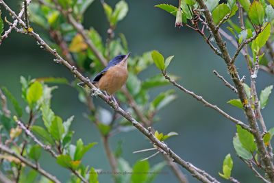 Rusty Flowerpiercer - Diglossa sittoides