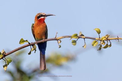 White-fronted Bee-eater - Merops bullockoides